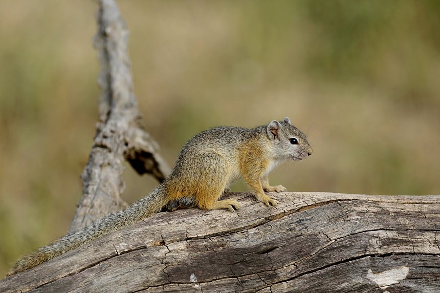 Squirrel product image (1)