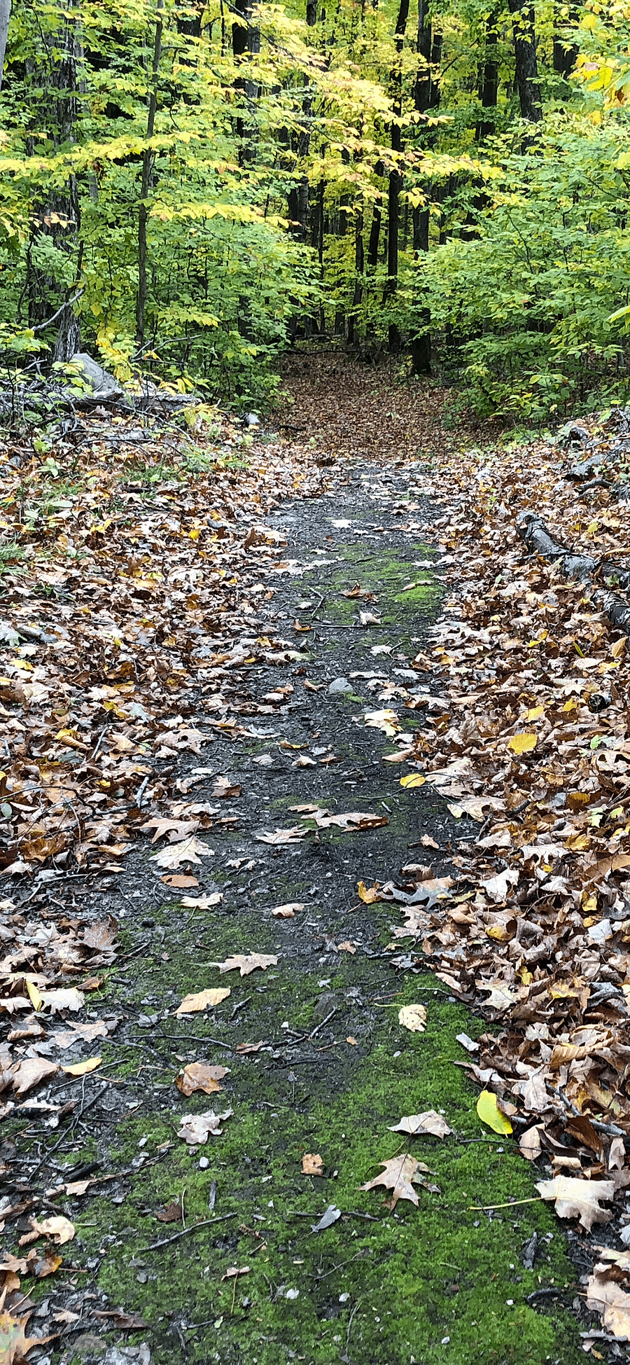 Fall Trail with Leaves Phone Background product image (1)