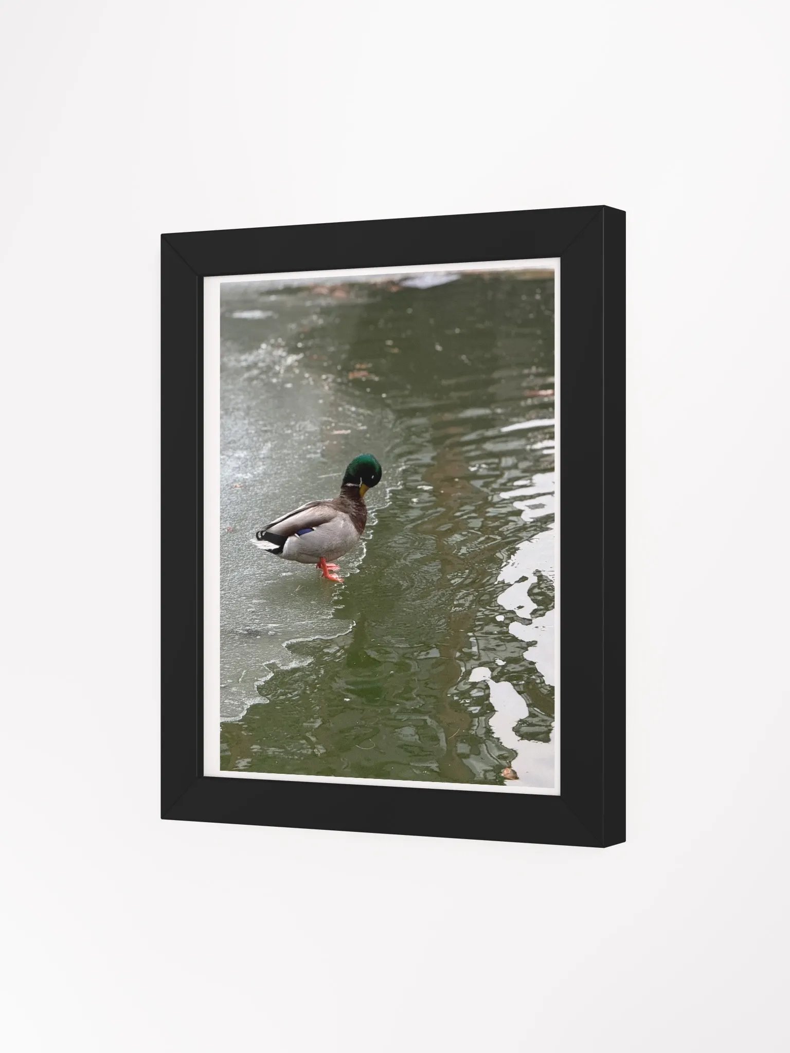 Contemplative Duck on Thin Ice Framed Poster product image (3)