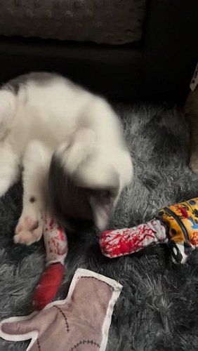 My cat’s new Halloween obsession 👻 100% Organic Catnip filled from #PURETOY. Check my Amazon storefront.