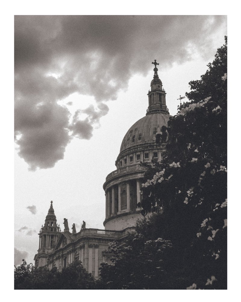 Flowers of St. Paul - Black & White / Digital product image (1)