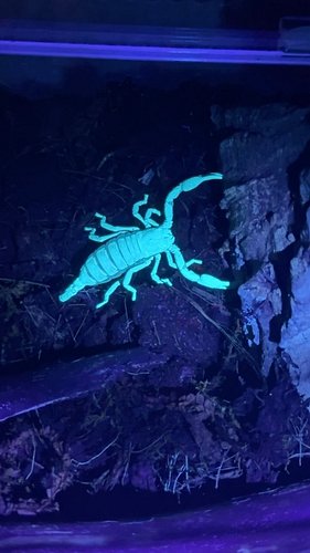 Did you know scorpions glow under UV light? 🦂💡 
It’s all thanks to a special substance in their exoskeleton that makes them f...