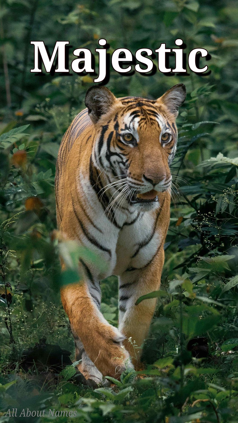 Tiger : Mobile Phone Wallpaper / Lock Screen product image (1)