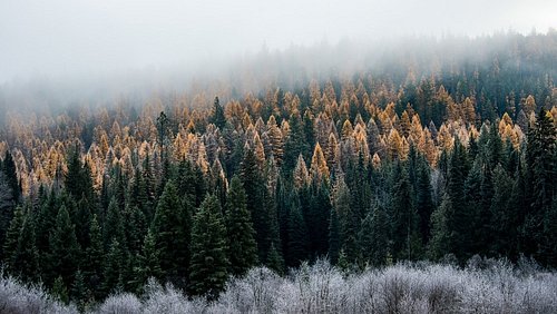 Tribal lands in the Pacific Northwest are earning national recognition for something federal land management agencies have st...