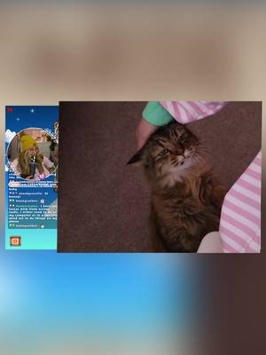 ~ there she is ~  #cutecat #catsoftiktok #cat #cattok