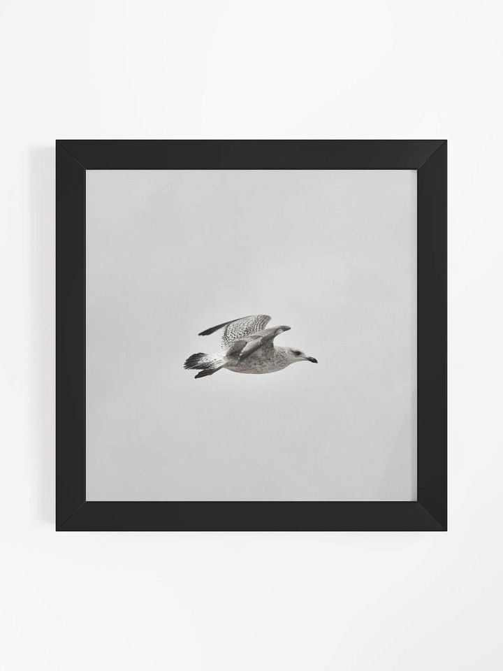 Young Gull in Flight Framed Photo Print product image (8)