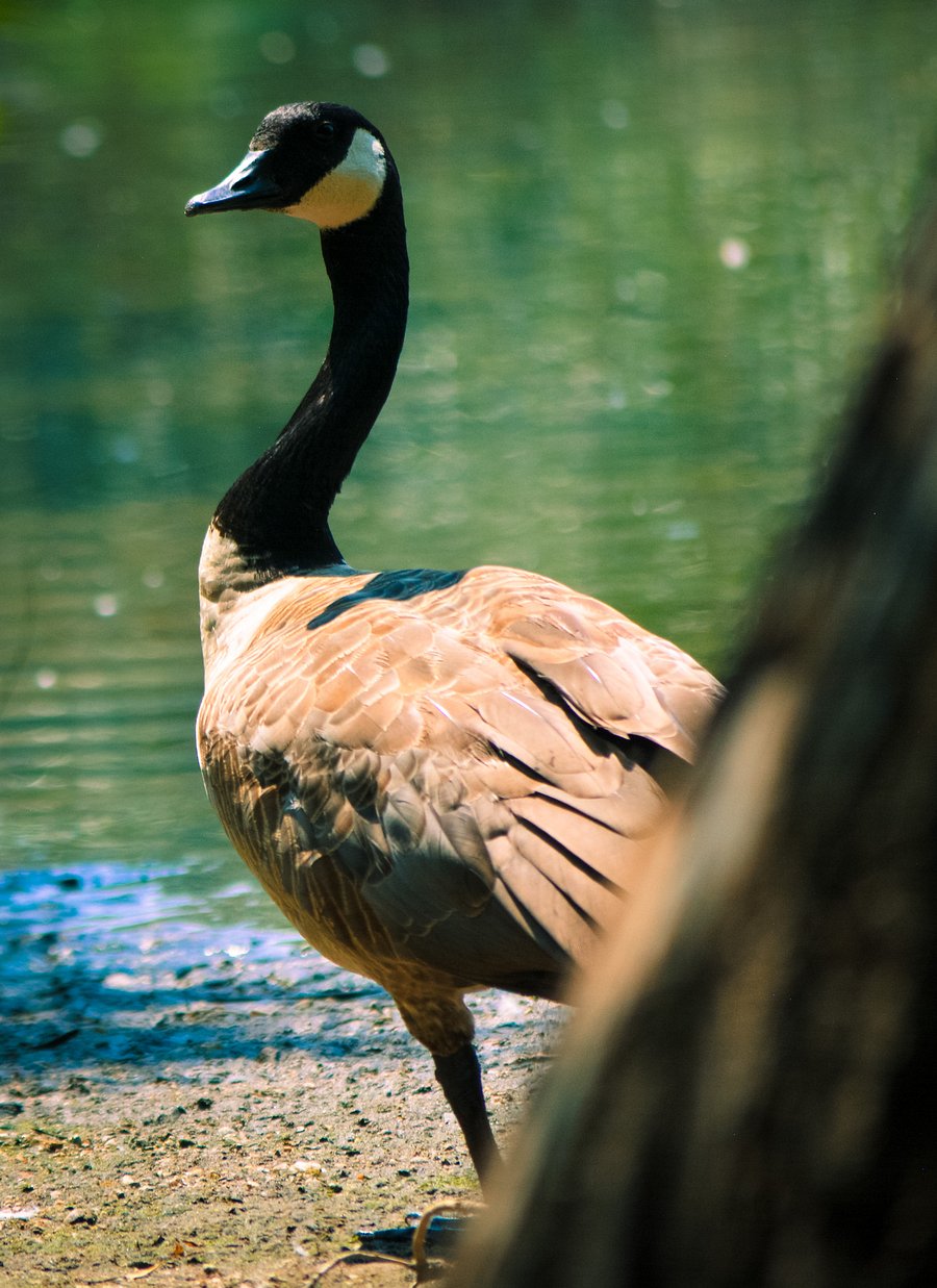 Goldilocks the Goose product image (2)