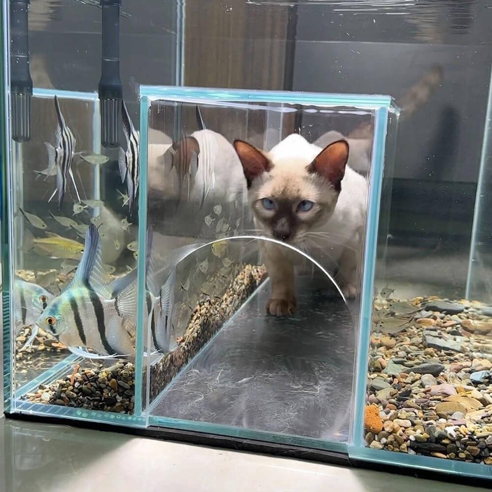 Internal Tunnel Cat Aquarium product image (1)