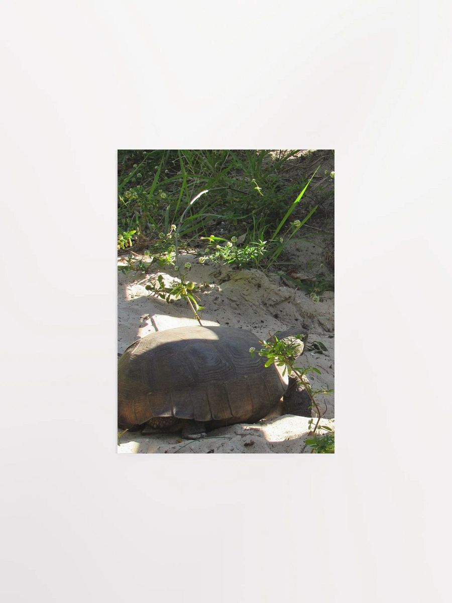 Tortoise product image (1)