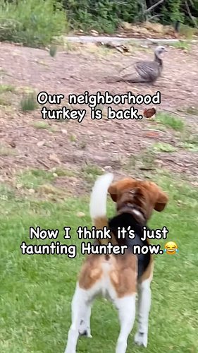 The neighborhood turkey is back.🦃

Now I think it’s just messing with Hunter by now.🤣#hunterthebeagle #regalbeagle #hunter #t...