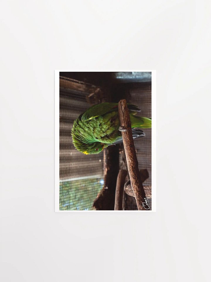 Green Feathers - Print product image (1)