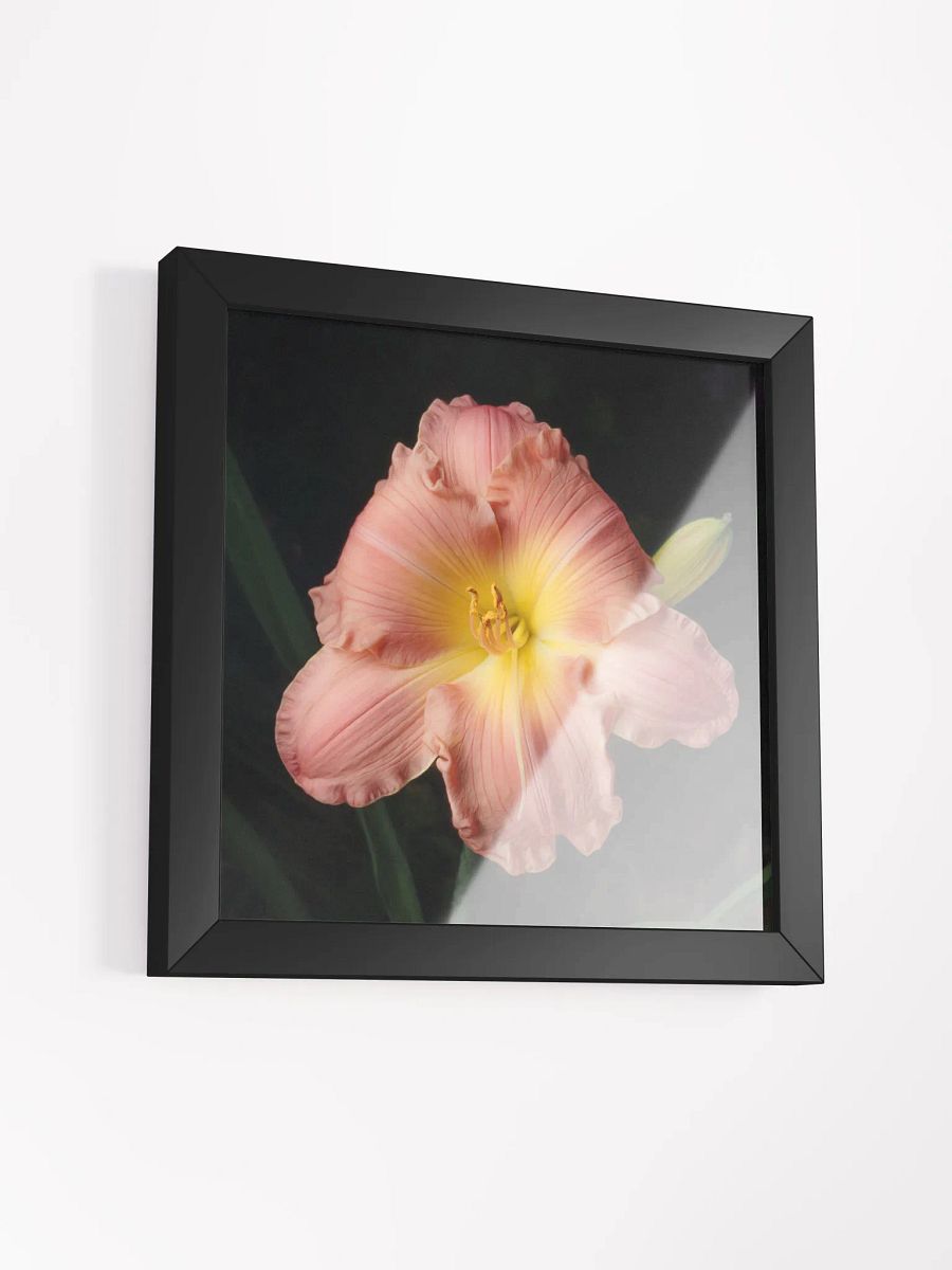 Blushing Beauty Daylily product image (2)