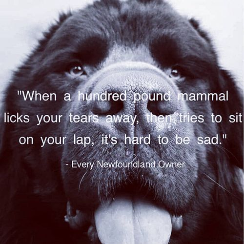 Melt my ❤️...
Follow @tomotorme 👆if you agree with doglove.
.
.
.
.
#furbabies🐾 #furfamily🐾 #newfoundlandsofinstagram #newfou...