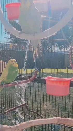 Shower Time 💕🐦
#budgiebath #budgielife #birdsofaustralia #birbs #birb #birbstagram #budgieofinstagram #parakeets #parakeetsof...