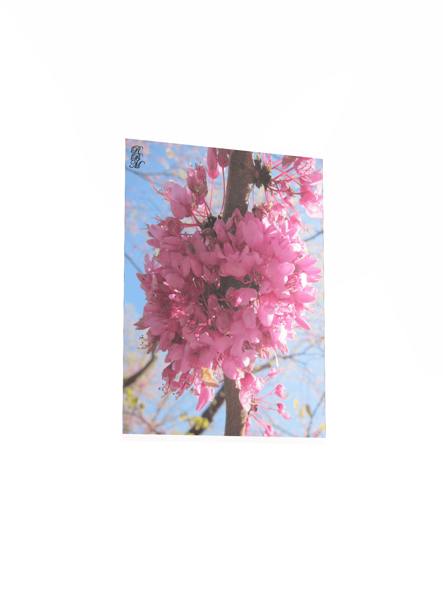 Pink Flowers on a Tree product image (6)