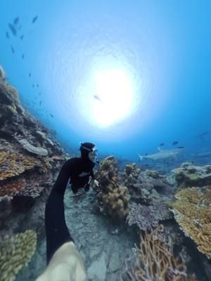 how many sharks do you reckon sneak up on me without me noticing? @Great Barrier Reef @🦈 @insta360_official  #shark #sharks #greatbarrierreef #reef #australia #queensland #thisisqld #fnq #divingtips #onebreath #ocean 