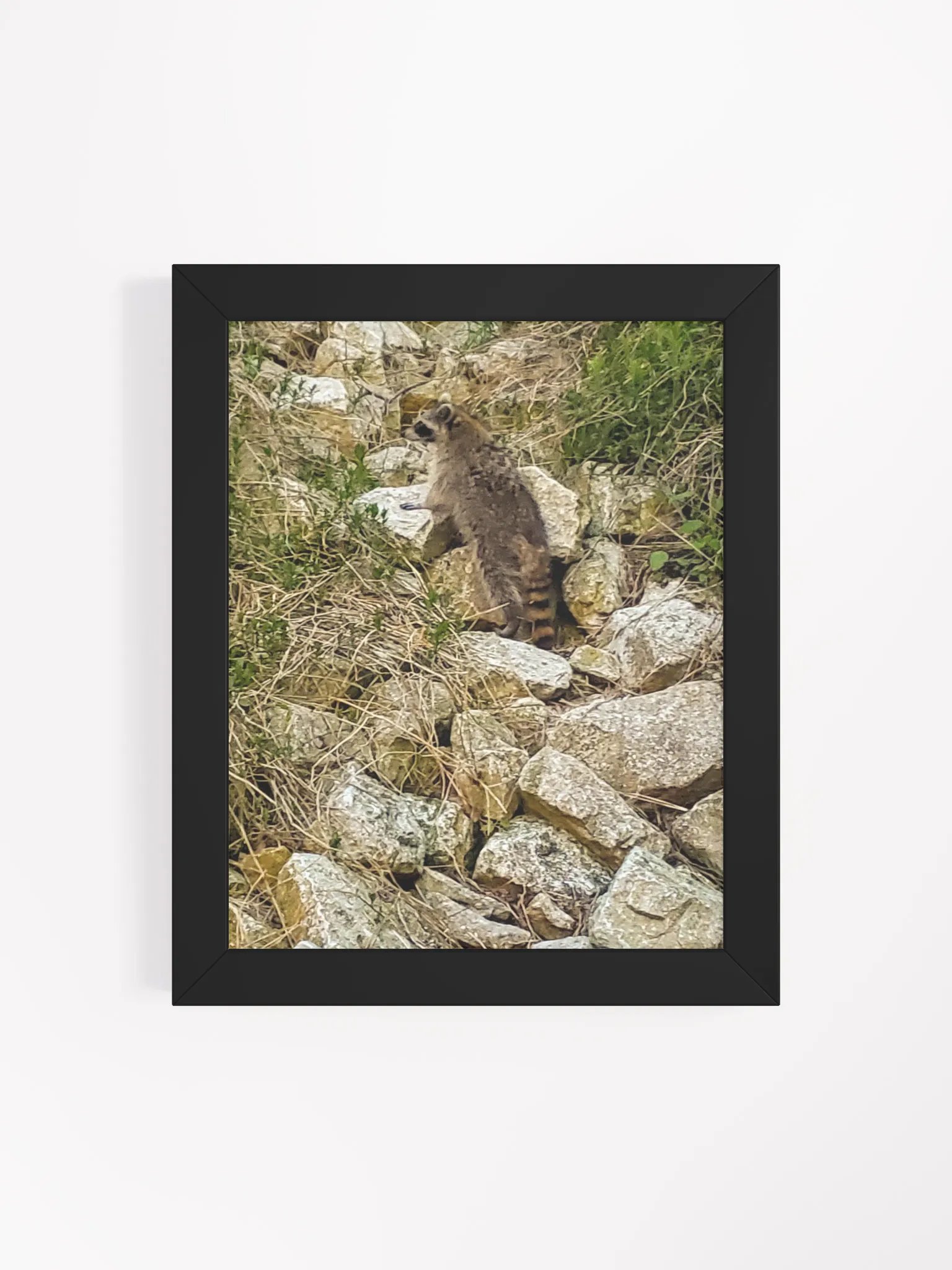 Curious Raccoon Framed Matte Poster product image (16)