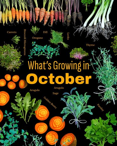 Join us this October harvest and enjoy fresh greens and vegetables all month long!

Comment OCTOBER for more info 🌿🎃