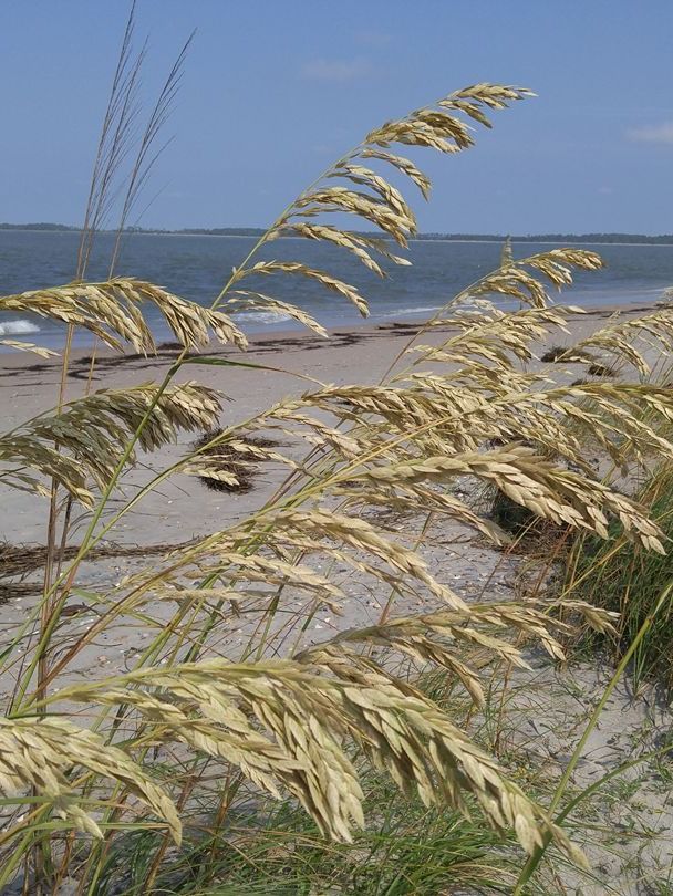 Sea Oats picture near a brackish water inlet product image (1)