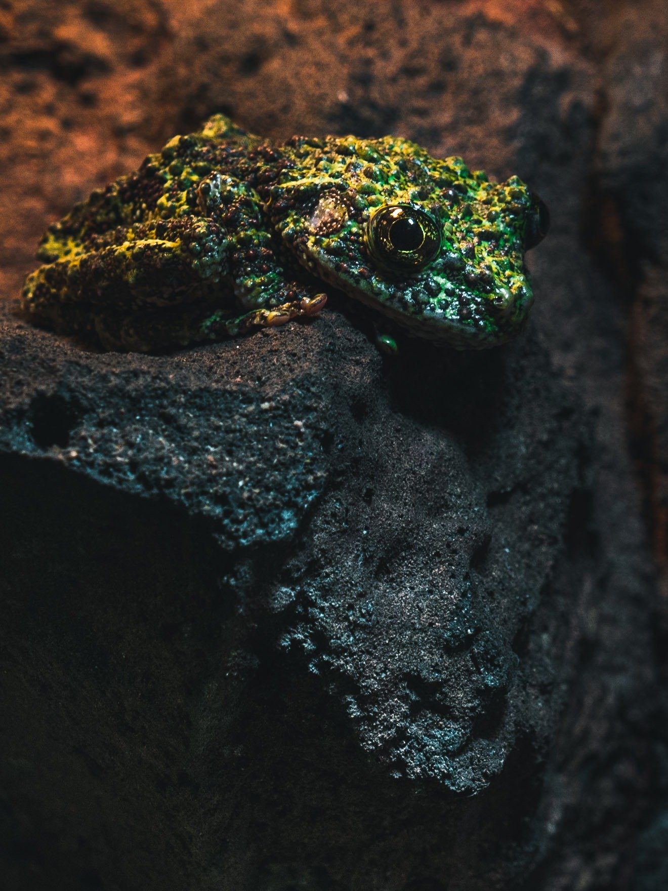 Mossy Tree Frog product image (1)