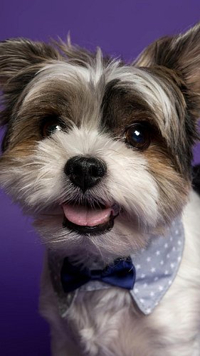From shy guy to supermodel 📸🐾
All it takes is patience, love… and a little cheese.
Would your dog model for snacks? 🍖🧀

#DogP...