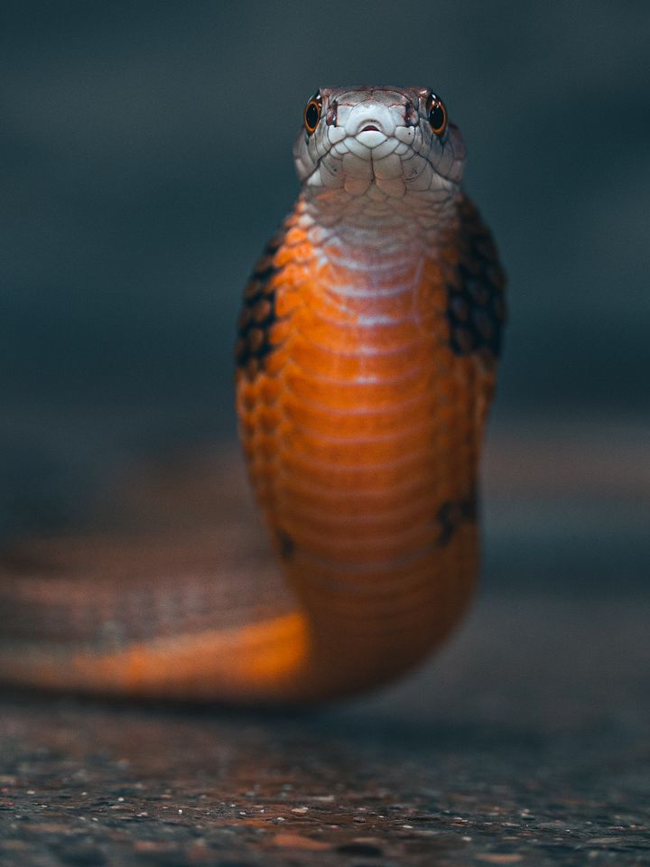 Baby King Cobra #2 product image (1)