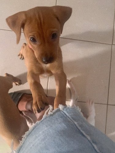 How could I NOT take the opportunity to share INDIA content?!?? It’s national dog day & this particular puppy child saved my ...