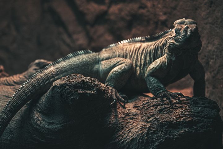Rhino Iguana Cave product image (1)