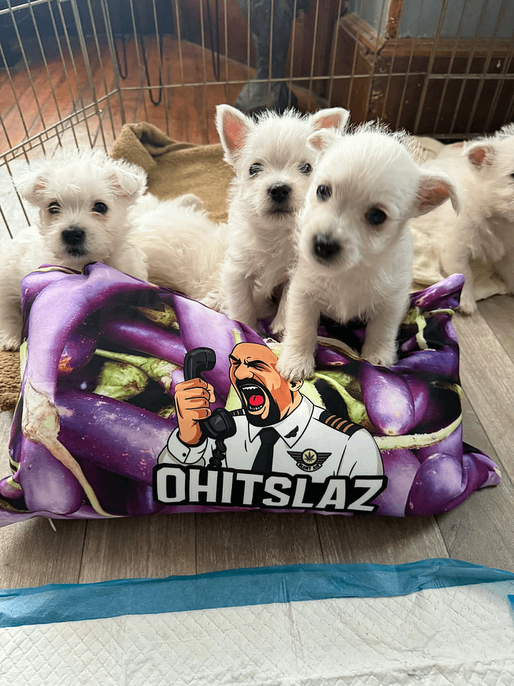 Sweet Dreams Eggplant product image (1)