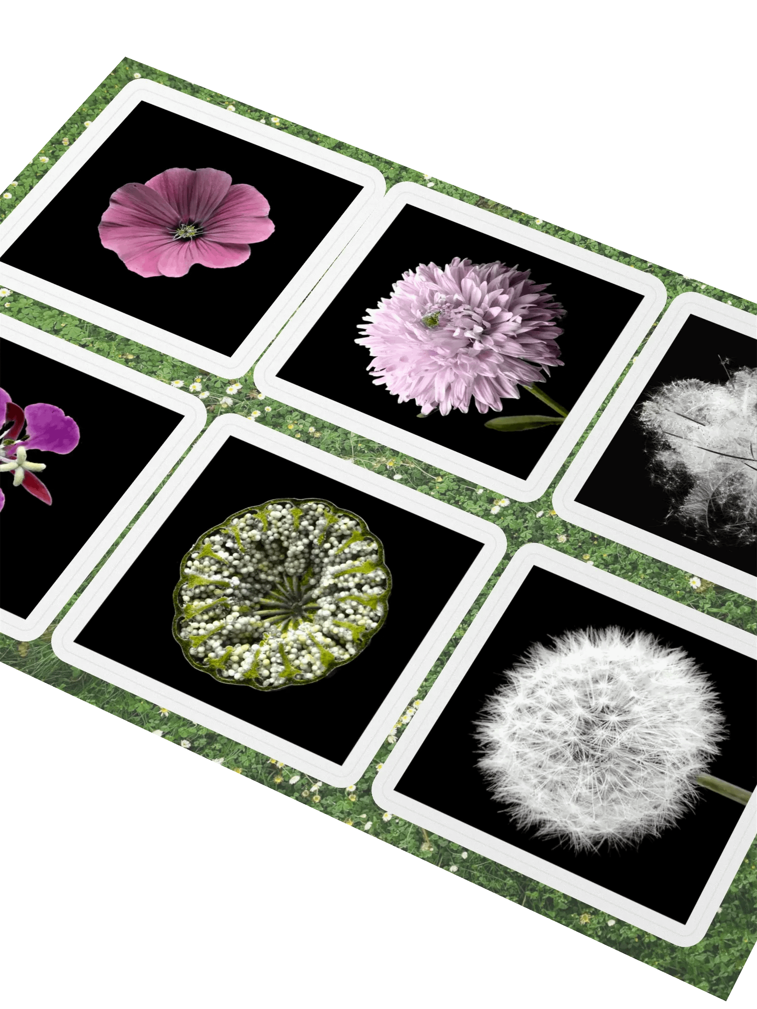 6 fleurs de William Copeland McCalla • planche A5 product image (2)