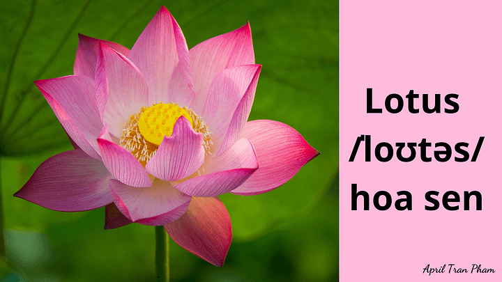 Vocabulary about flowers product image (2)