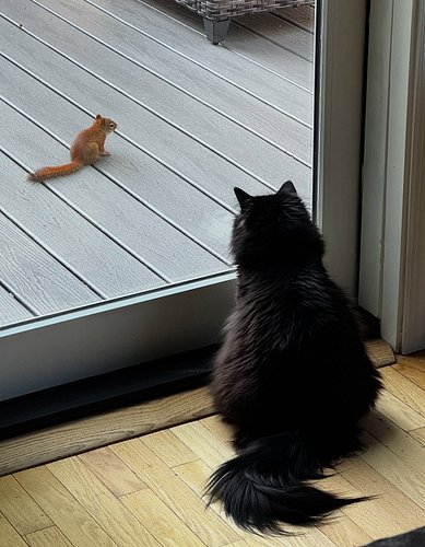 The princess has a new friend #squirrel #cat #siberiancats #kitty