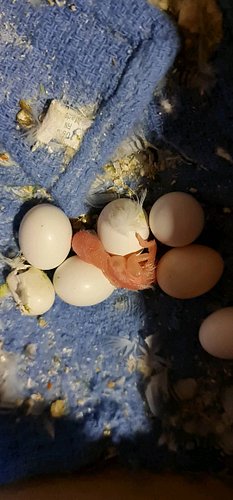 Welcome to the world - Day 1 

#budgiebird #budgieeggs #parakeetstagram #parakeetsofinstagram #parakeetbaby #babybudgie #just...