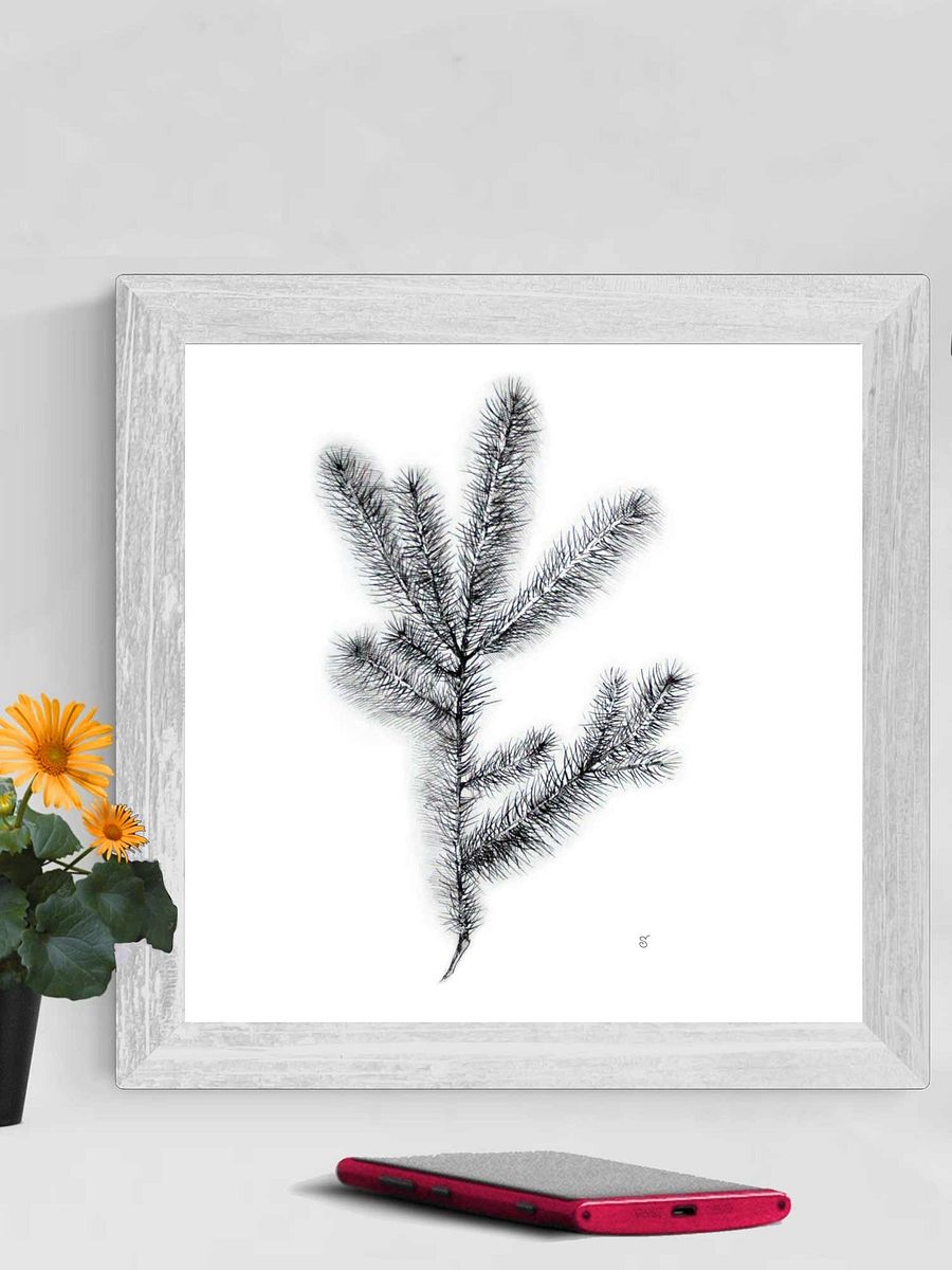 Nature's Embrace Canvas Print - Spruce Branch product image (3)