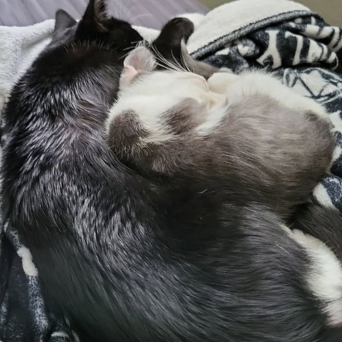 We got some sleepy kitties! Elion is on the left, and Jellal is on the right!