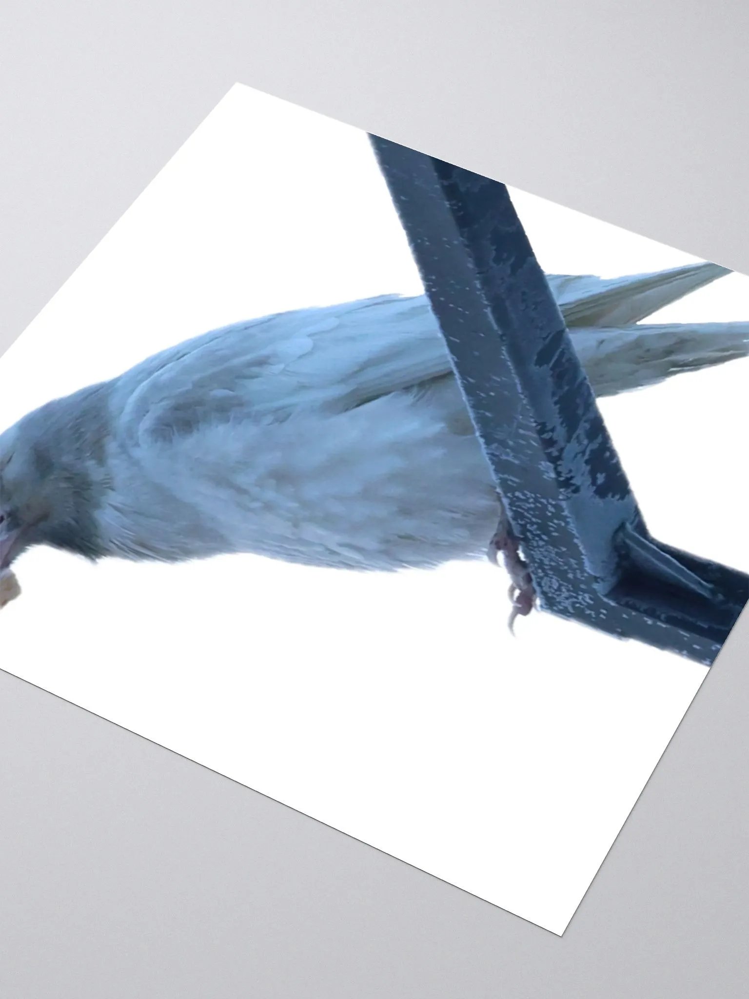 Anchorage White Raven product image (8)