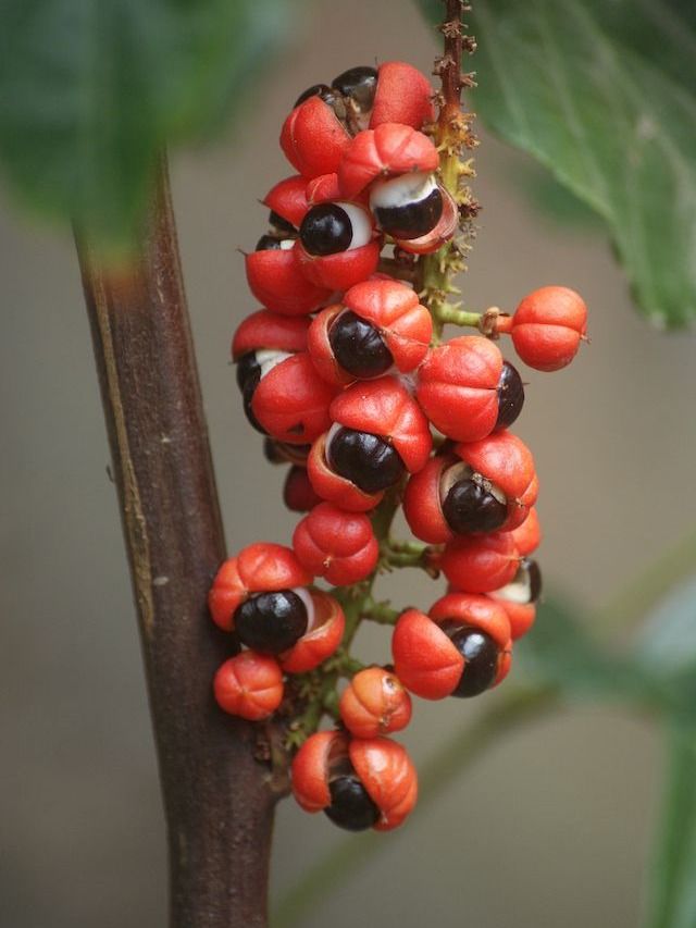 إجوارانا برية product image (2)