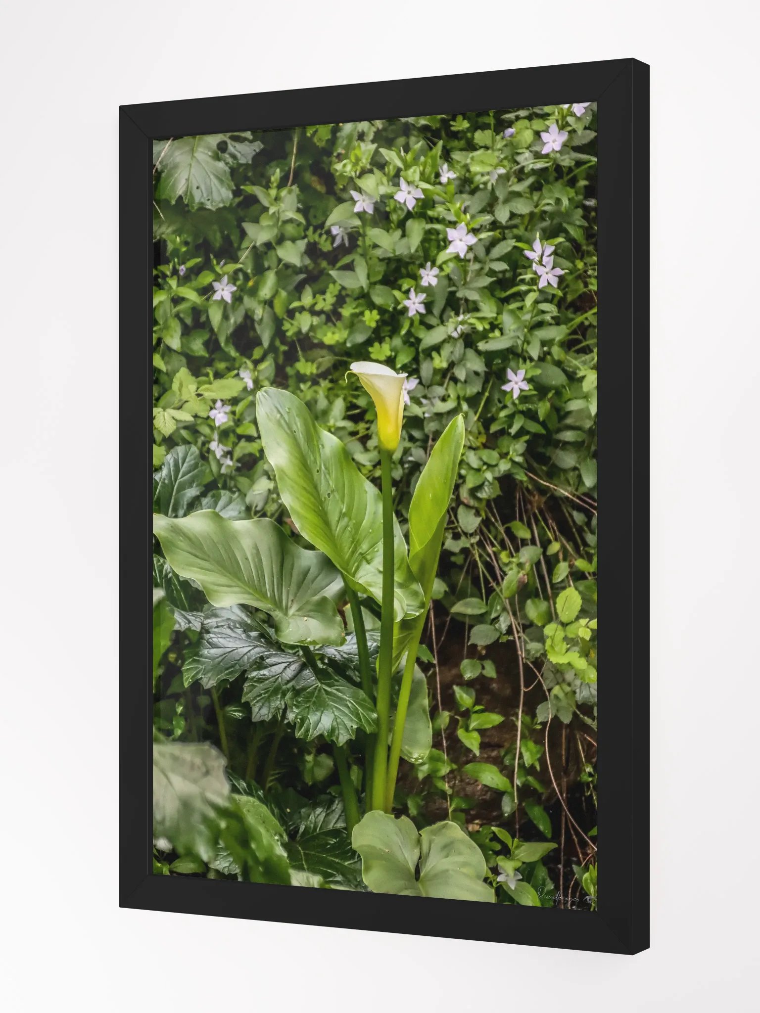 🌿Print Fine Art Photography - The Whisper of the Calla – Jardin du Rayol 🌿 product image (3)
