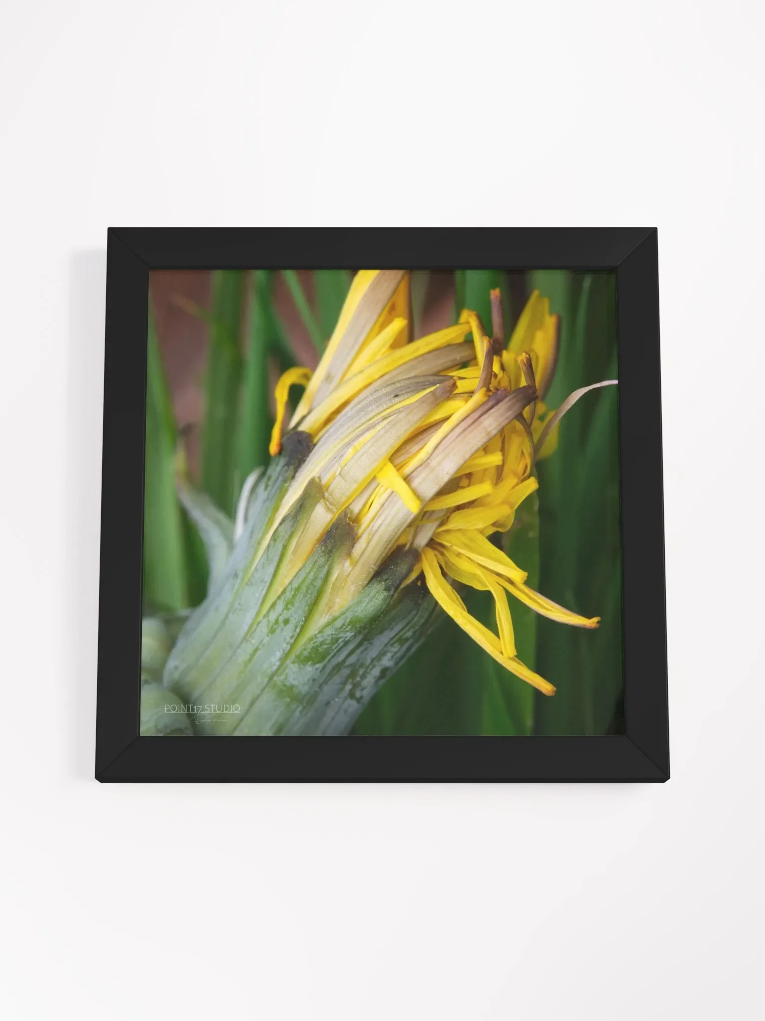 Dandelion #8 - Framed Print product image (4)