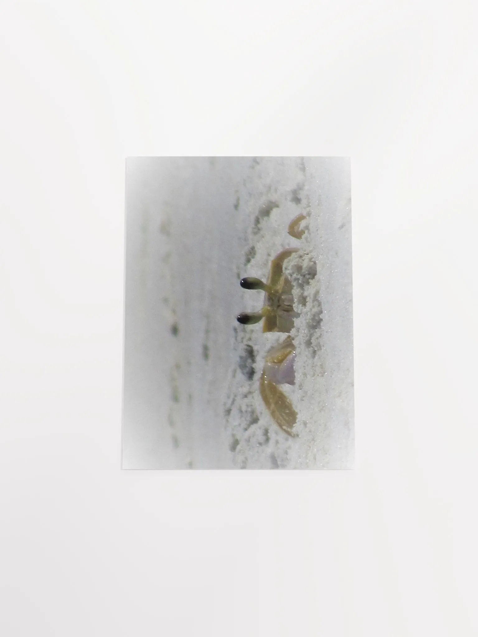 Beach Crab product image (27)