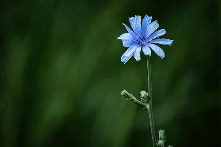 Fargo the Flower product image (2)