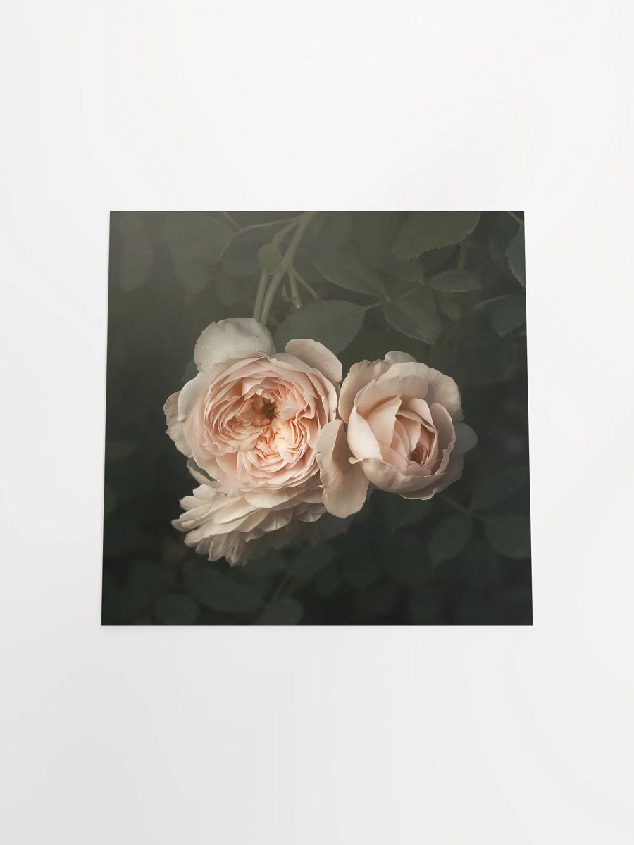 Pale English Cottage Roses product image (3)