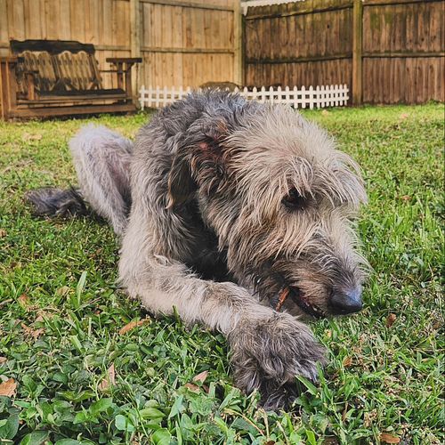 Xena says have a great day! 🥰

#irishwolfhound #wolfhound #dogsofinstagram #fallvibes #fall #photography #photo #photooftheda...