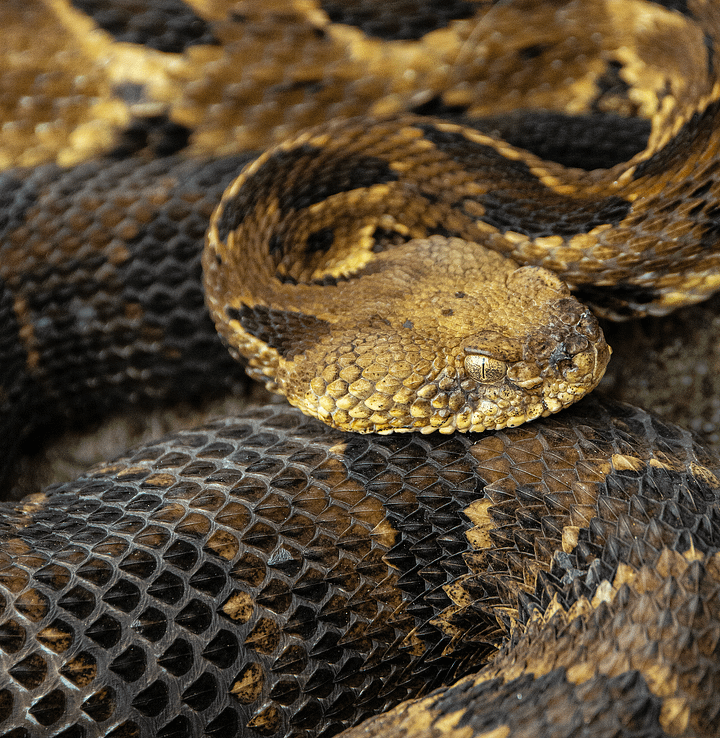 Raven Rock Rattlesnake product image (2)