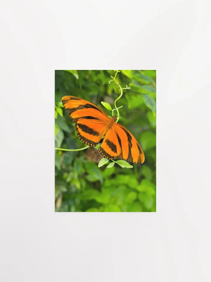 Banded Orange Longwing Tropical Butterfly Matte Poster 5x7" product image (1)