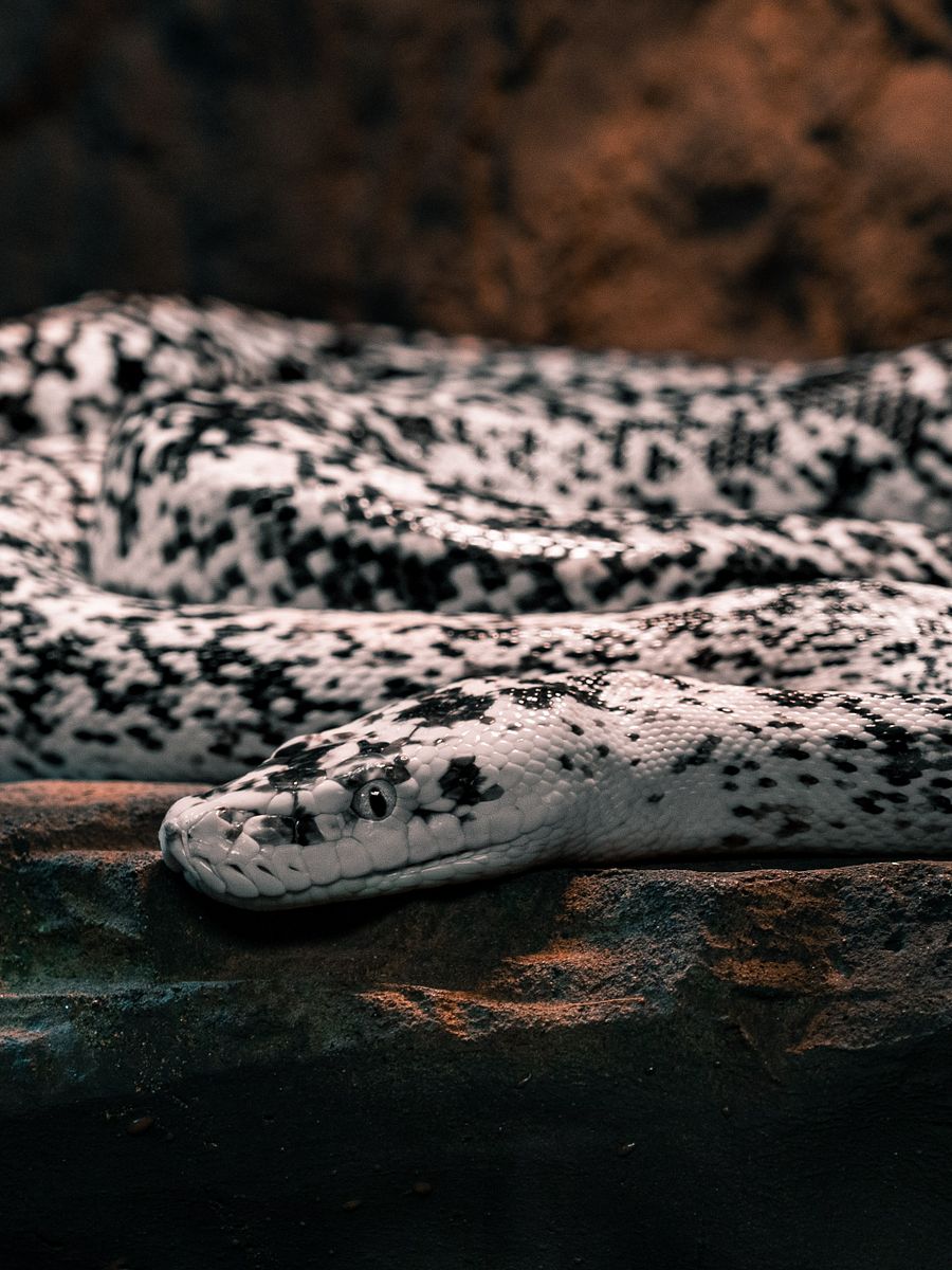 Cow Retic #7 product image (1)