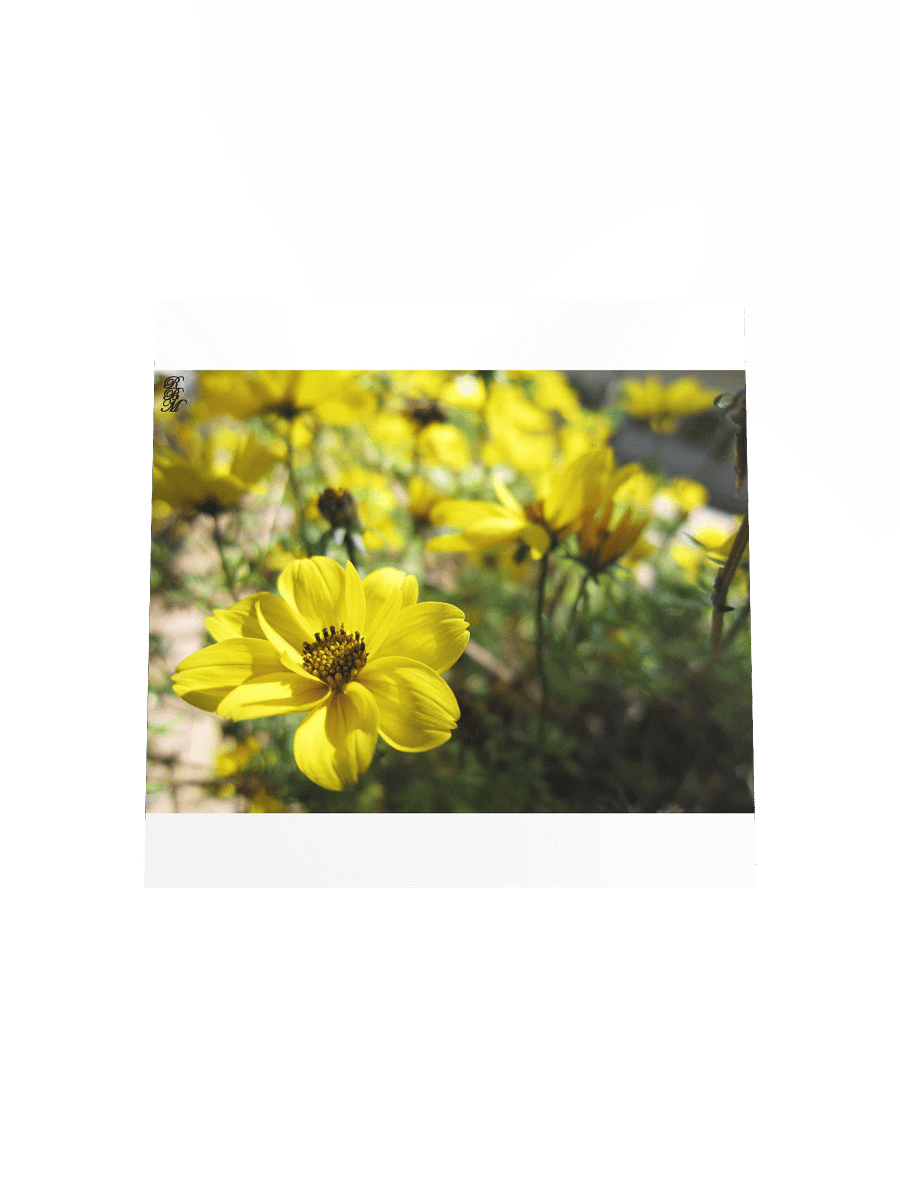 Yellow Flowers product image (14)