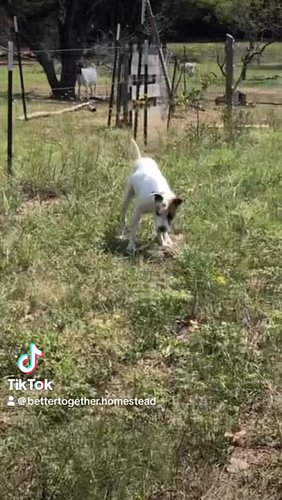 Dog catches gopher