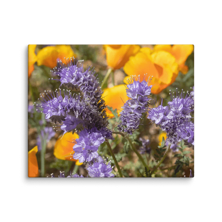 Canvas Print - Phacelia and Poppies product image (2)
