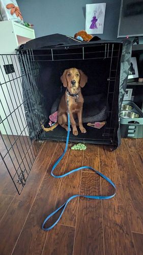 Join us for a Walk and Train with Mosley! 

Mosley graduated from our 6-week In-Home Private 1-on-1 Obedience and Behavioural...